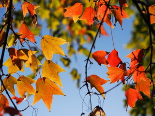 ナンキンハゼの紅葉