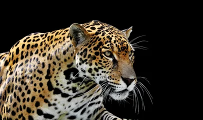 Foto op Plexiglas Prachtig jaguarportret © Sylvie Bouchard