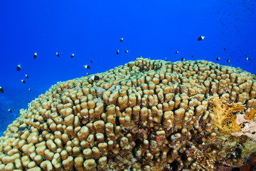 Coral Reef at the Red Sea, Egypt