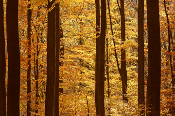 Beech Tree Forest in Fall, Germany