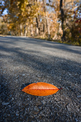 orange leaf on the road