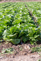 The lettuce growing in the field