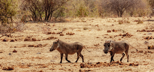 Des phacochères dans le parc national d'Etosha en Namibie