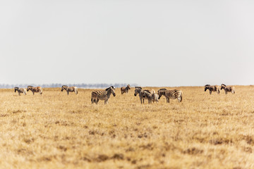 Fototapeta na wymiar Troupeau de zèbres dans le parc national d'Etosha en Namibie