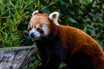 Obraz premium Red panda roams his are and plays in the tree. Auckland Zoo, Auckland, New Zeland