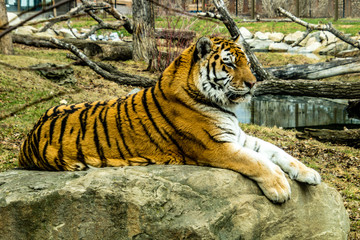 Siberian (Amur) tiger looks over his territory while rssting on a rock. Calgary Zoo, Calgary,...