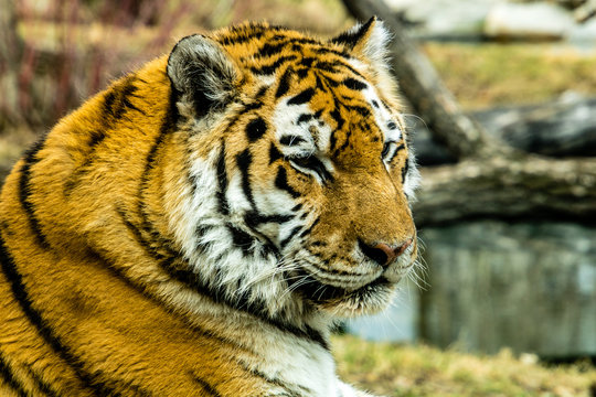 Siberian (Amur) tiger looks over his territory while rssting on a rock. Calgary Zoo, Calgary, Alberta, Canada