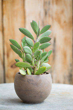 Succulent plant in pot in front of rustic wood background