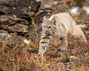 Bobcat Adult playing in the Montana Fall colors