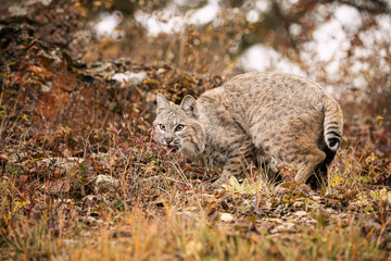 Bobcat Adult playing in the Montana Fall colors