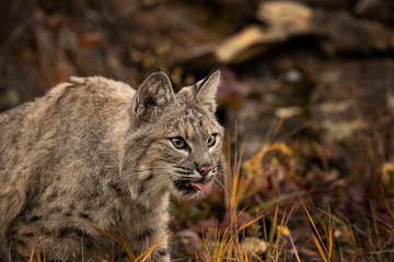 Bobcat Adult playing in the Montana Fall colors