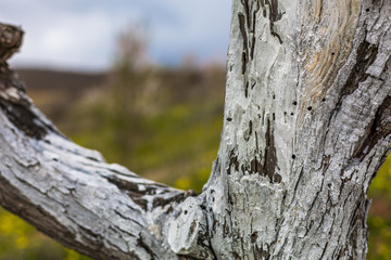 Whitewashing of fruit trees.