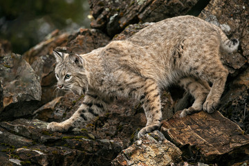 Bobcat Adult playing in the Montana Fall colors