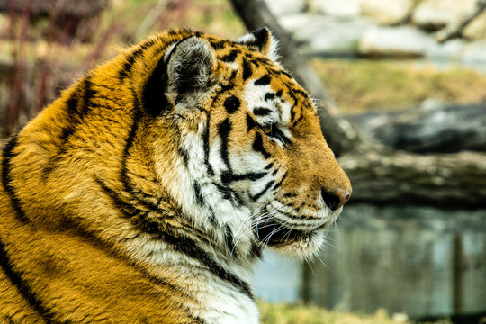 Siberian (Amur) tiger looks over his territory while rssting on a rock. Calgary Zoo, Calgary, Alberta, Canada