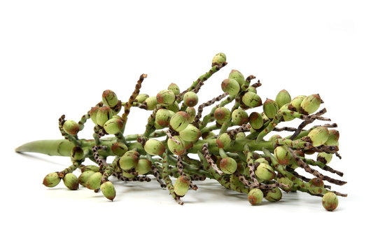 Brazilian exotic fruits and vegetables, Licuri