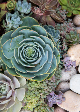 Colorful succulents planted together
