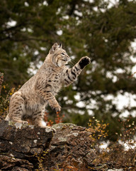 Bobcat Adult playing in the Montana Fall colors