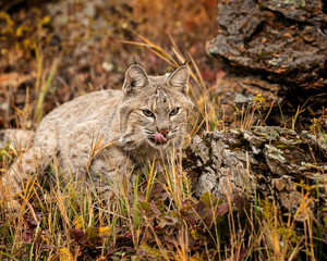 Naklejka premium Bobcat Adult playing in the Montana Fall colors