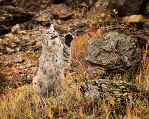 Bobcat Adult playing in the Montana Fall colors