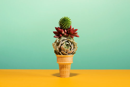 Fototapeta Succulents in Ice Cream Cone on Pastel Colors Conceptual Art