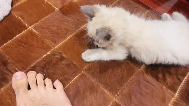 Adorable baby kitten playing with man's bare foot on tiled floor. Hand-held.