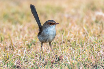 Female Superb Fairy-wren