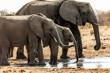 Un troupeau d'éléphants a Etosha en Namibie