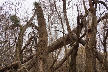 Obraz premium dry gray broken trees in the autumn forest