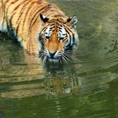Fototapeta na wymiar Amur tiger in water