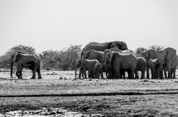 Fototapeta premium Un troupeau d'éléphants a Etosha en Namibie