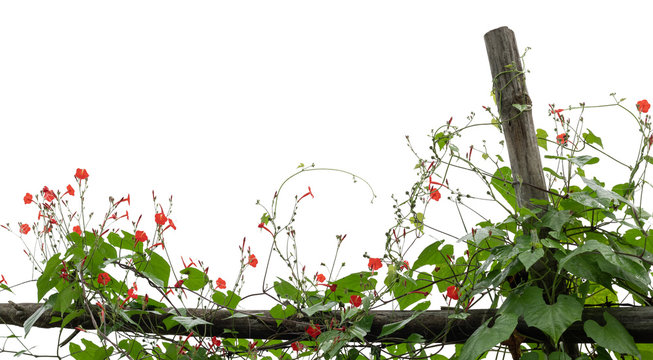 Isolated flower of Convolvulus or bindweed on fence. Creeping plant blooming with red flowers