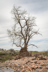 tree in boulder creek