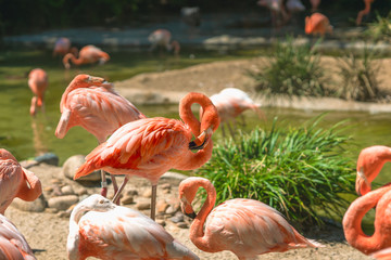 Flamingos. Flock of flamingo in natural background