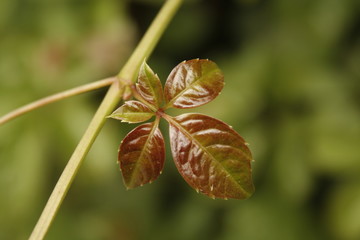 little leaf