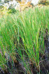  Rice plants in the fields