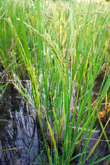 Obraz premium Rice plants in the fields