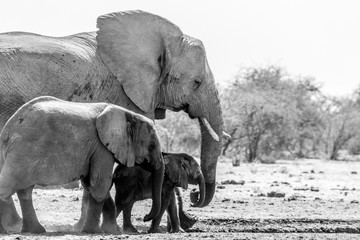 Une famille d'éléphants a Etosha en Namibie