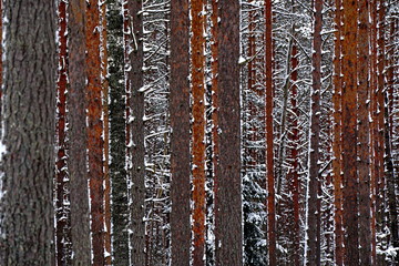 Pine forest tree trunks and Spruce tree covered with snow in winter day. Beautiful natural textured forest background