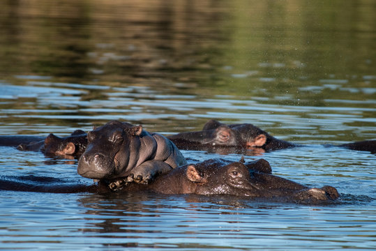 Hippos At Sabi Sand Game Reserve In South Africa