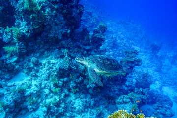 Naklejka na ściany i meble Green Sea Turtle at the Red Sea, Egypt.