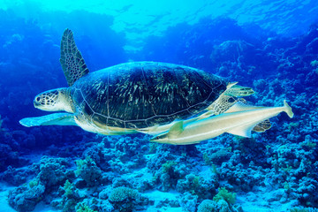 Naklejka na ściany i meble Green Sea Turtle at the Red Sea, Egypt.