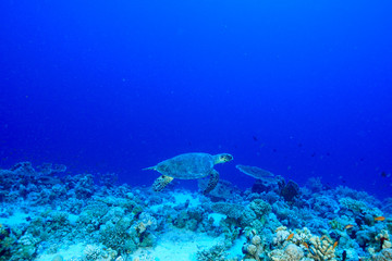 Naklejka na ściany i meble Turtle at the Red Sea, Egypt