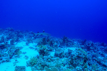 Naklejka na ściany i meble Shark at the Red Sea Egypt