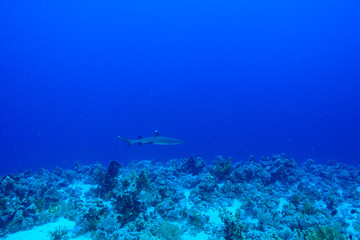 Fototapeta na wymiar Shark at the Red Sea Egypt