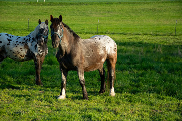 horse and foal