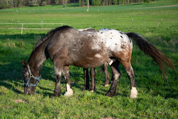 grazing in a meadow