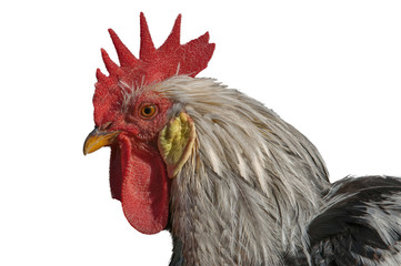 Colorful rooster head isolated on white