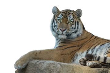 Fototapeta na wymiar Siberian tiger isolated on white