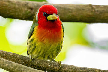 Fototapeta na wymiar Red-headed Barbet