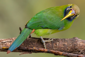 Northern Emerald-Toucan